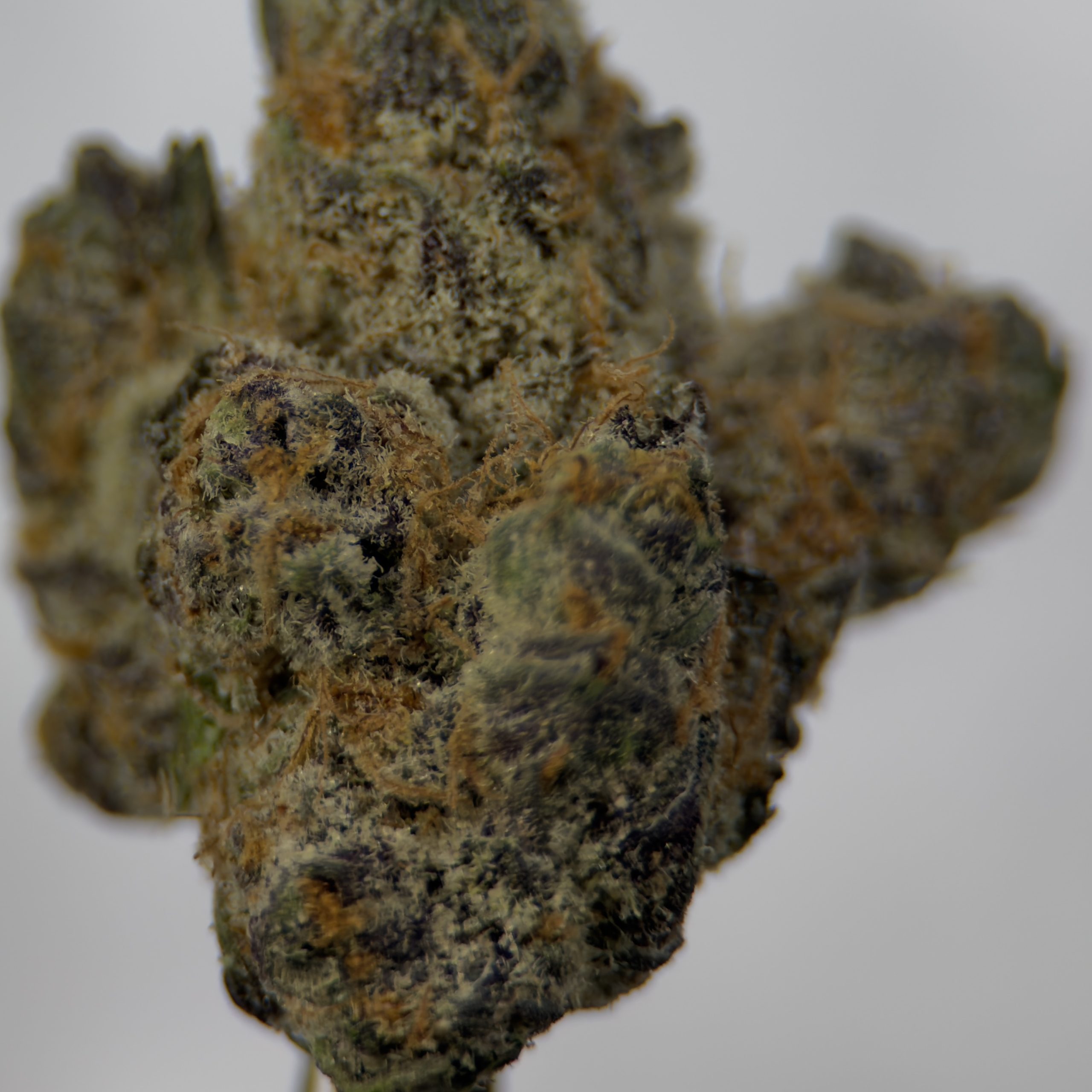 Strawberry Gary Payton - Hybrid - Image 2