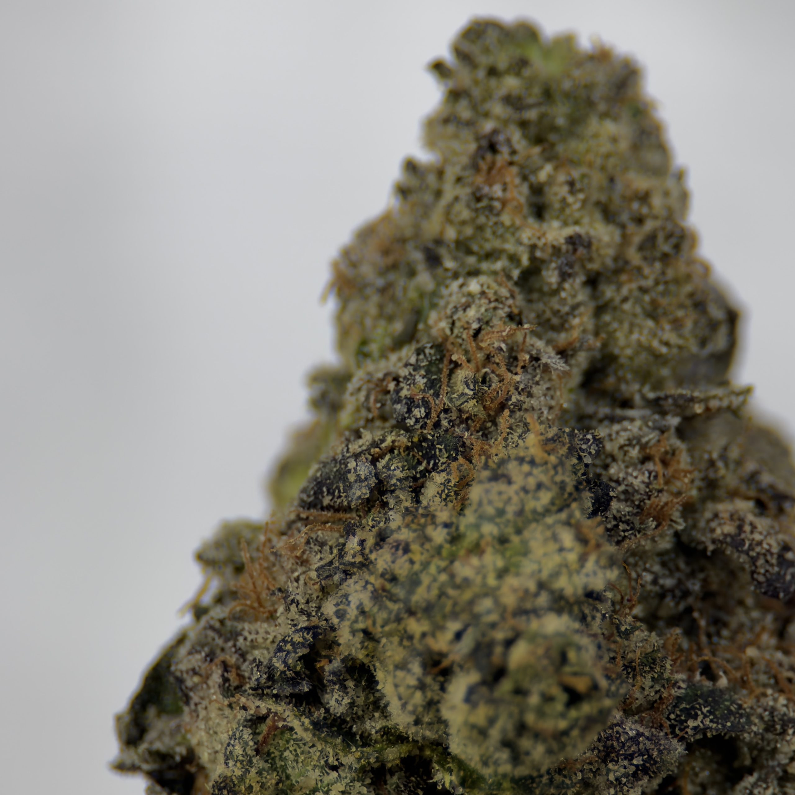 Lemon Cherry Gelato - Hybrid - Image 2