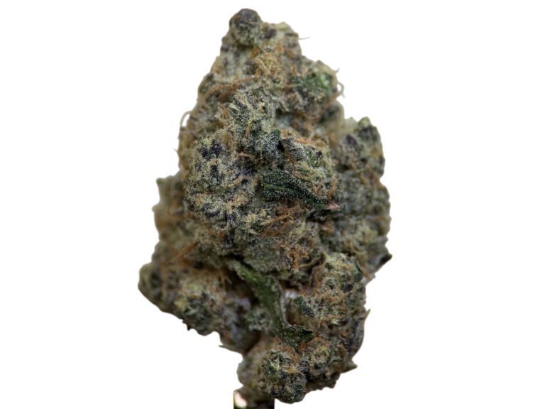 GG4 - Indica