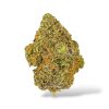 Black Magic - Hybrid